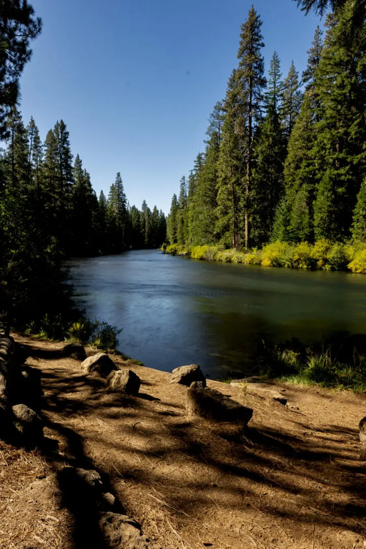 Forest river with trees under clear sky.