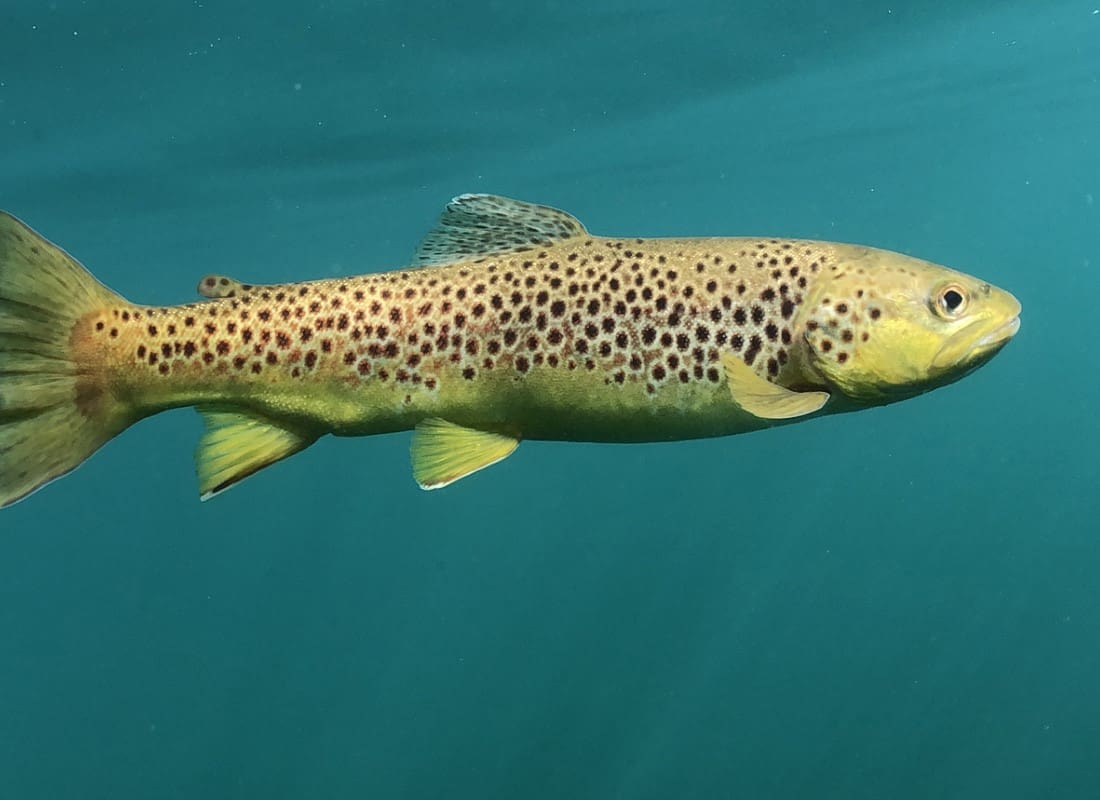 A fish swimming in the water with its mouth open.