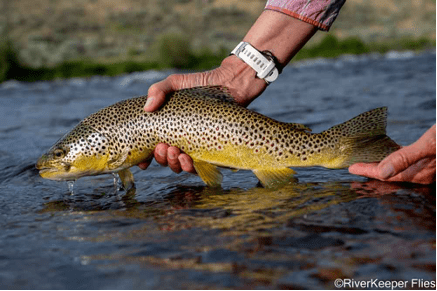 A brown trout being held by someone in the water.